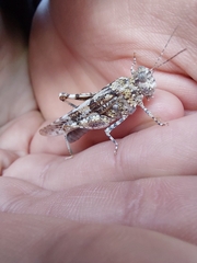 Sphingonotus caerulans