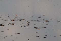 Calidris alpina