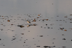 Calidris alpina