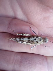 Sphingonotus caerulans
