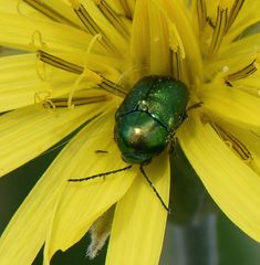Cryptocephalus sericeus