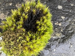 Racomitrium heterostichum