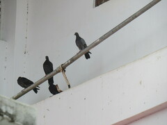 Columba livia domestica