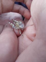 Sphingonotus caerulans