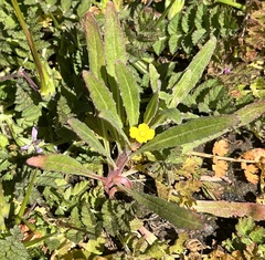 Camissoniopsis micrantha