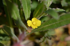 Camissoniopsis micrantha