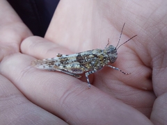 Sphingonotus caerulans
