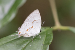 Nesiostrymon calchinia