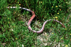 Dolichophis jugularis