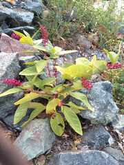 Phytolacca americana