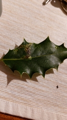 Phytomyza ilicis