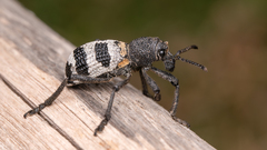 Aegorhinus phaleratus