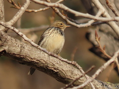 Anthus pratensis