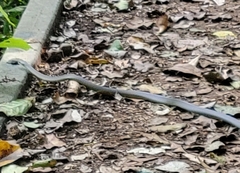 Dendrelaphis punctulatus