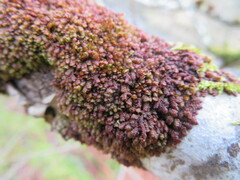 Frullania