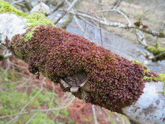 Frullania