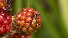 Leptoglossus chilensis