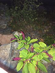 Phytolacca americana