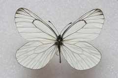 Aporia delavayi