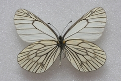 Aporia delavayi
