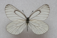 Aporia delavayi