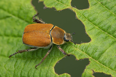 Hoplia