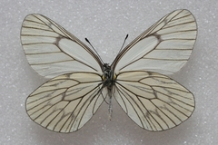 Aporia delavayi