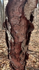 Betula nigra