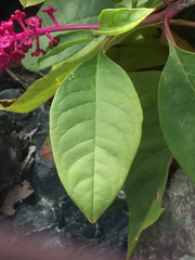 Phytolacca americana