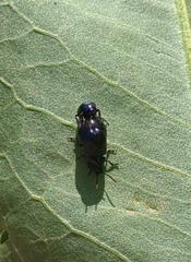Gastrophysa