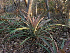 Bromelia