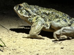 Anaxyrus boreas halophilus