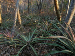 Bromelia