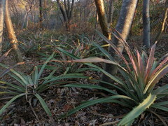 Bromelia