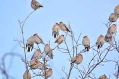 Bombycilla garrulus