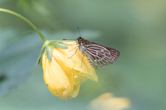 Callimormus interpunctata