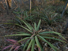 Bromelia