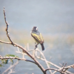 Pogoniulus bilineatus