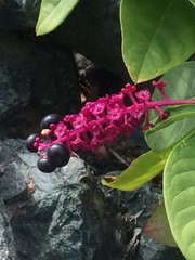 Phytolacca americana