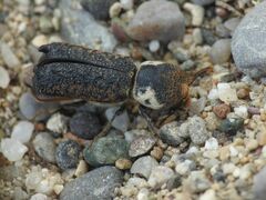 Amphicerus bimaculatus