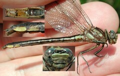 Phanogomphus exilis