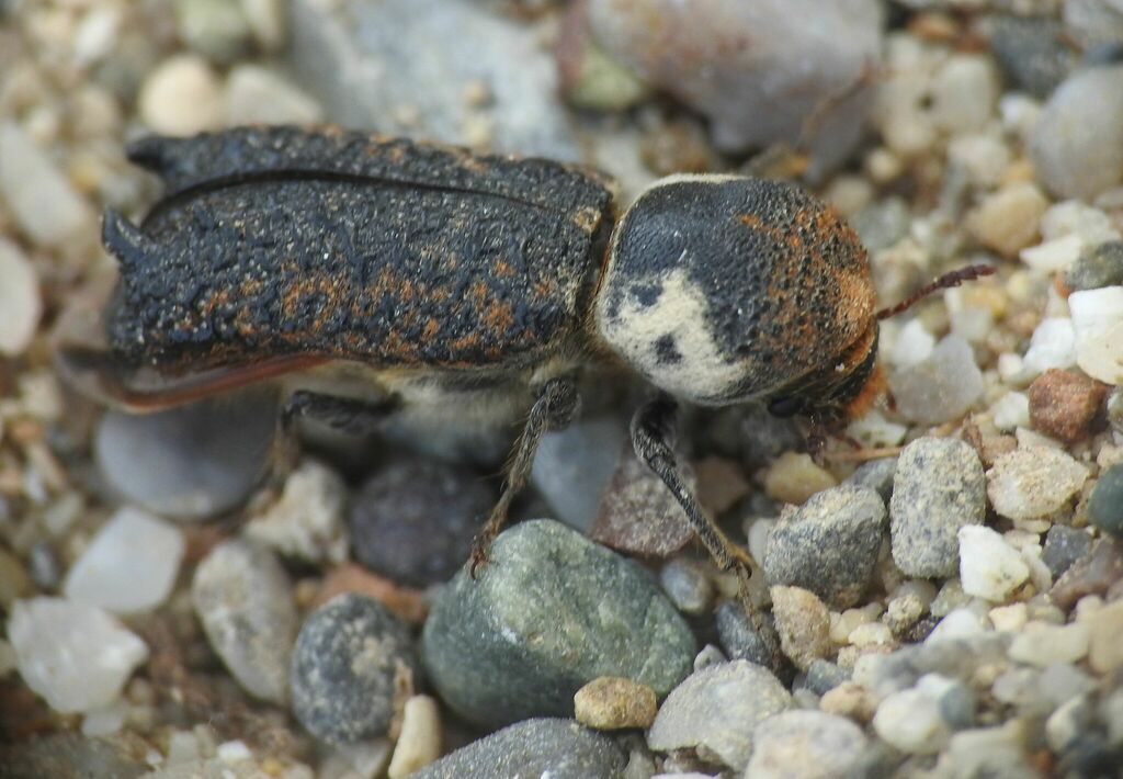 Grape Cane Borer Beetle