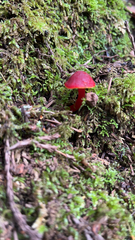 Hygrocybe coccinea