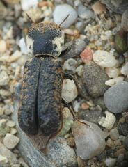 Amphicerus bimaculatus