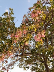 Tabebuia rosea