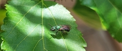 Augochlora