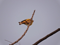 Spinus psaltria