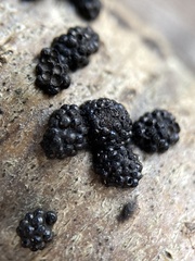 Annulohypoxylon truncatum