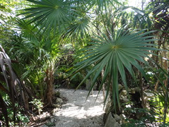 Thrinax radiata