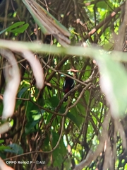 Cymbirhynchus macrorhynchos